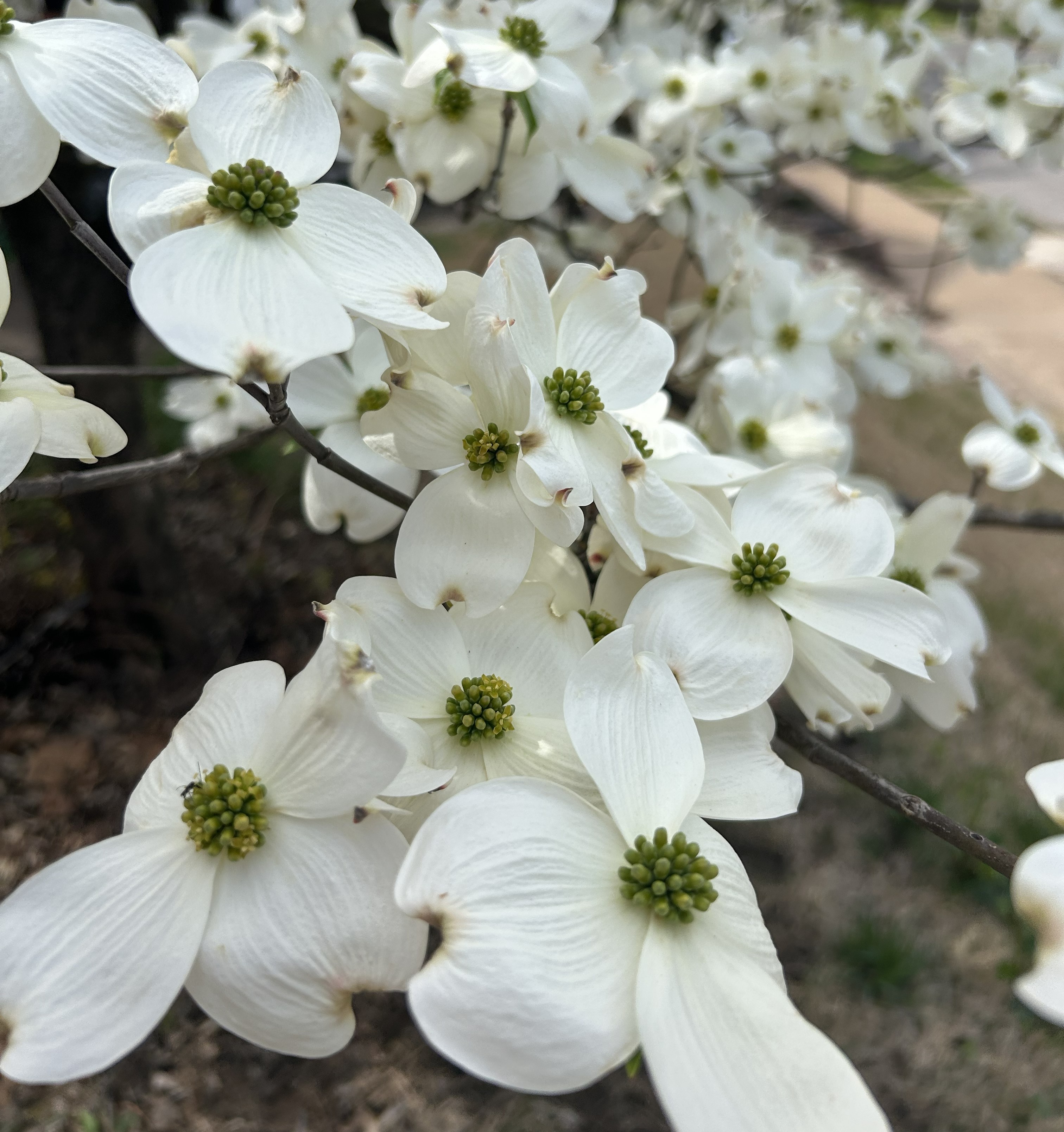 Dogwood blossoms in the neighborhood